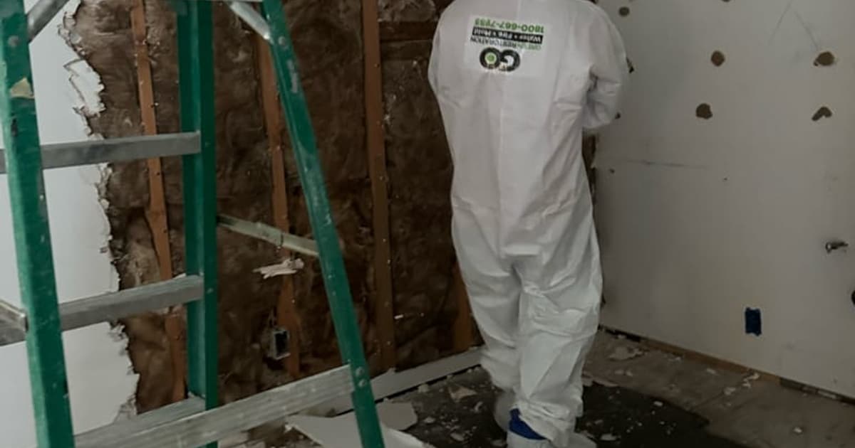 Mold colonisation behind a removed wall section