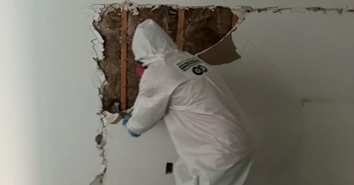 Mold affected material during small-area cleanup